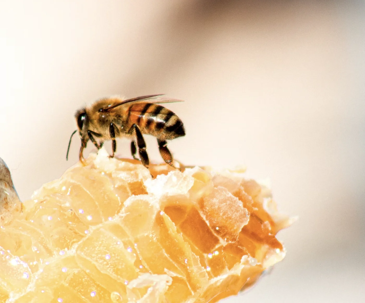 Consultancy to Develop a Three (3)- Year Operational Plan and Deliver Training in Governance and Cooperative Management for the St. Lucia Honey- Bee City Cluster
